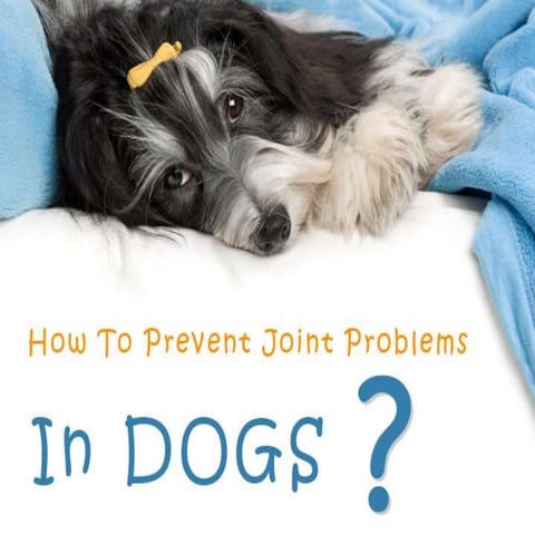 Curated visual reference: Joint Problems In Dogs With Probiotics Reference: How To Prevent Joint Problem In Dogs