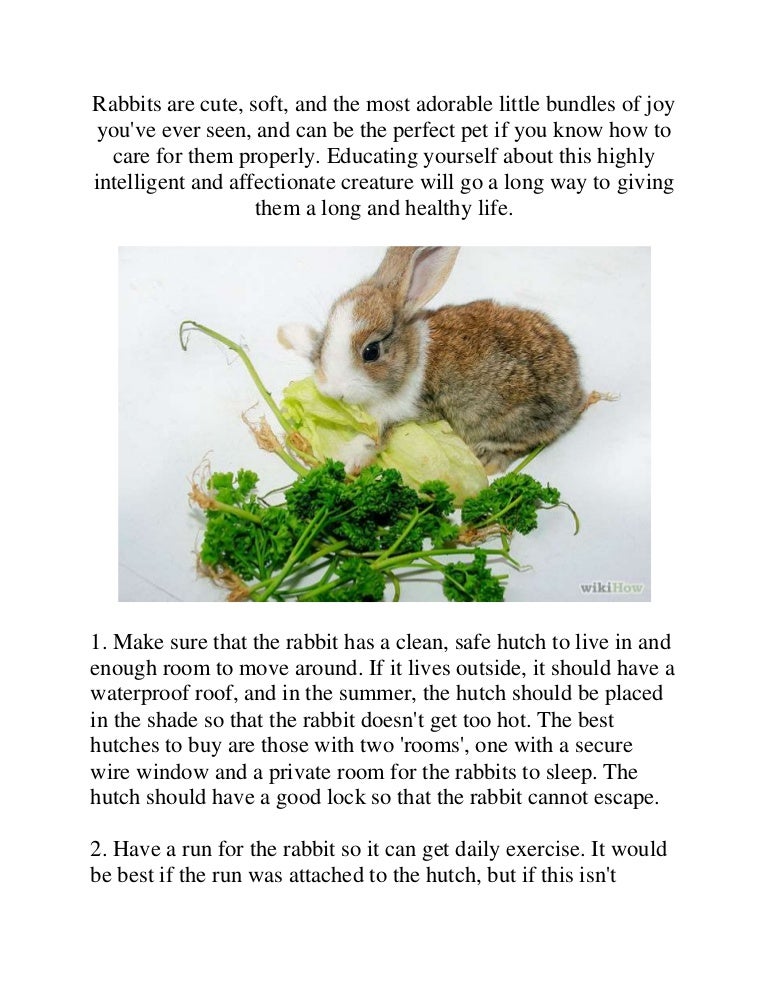 How to raise a healthy bunny