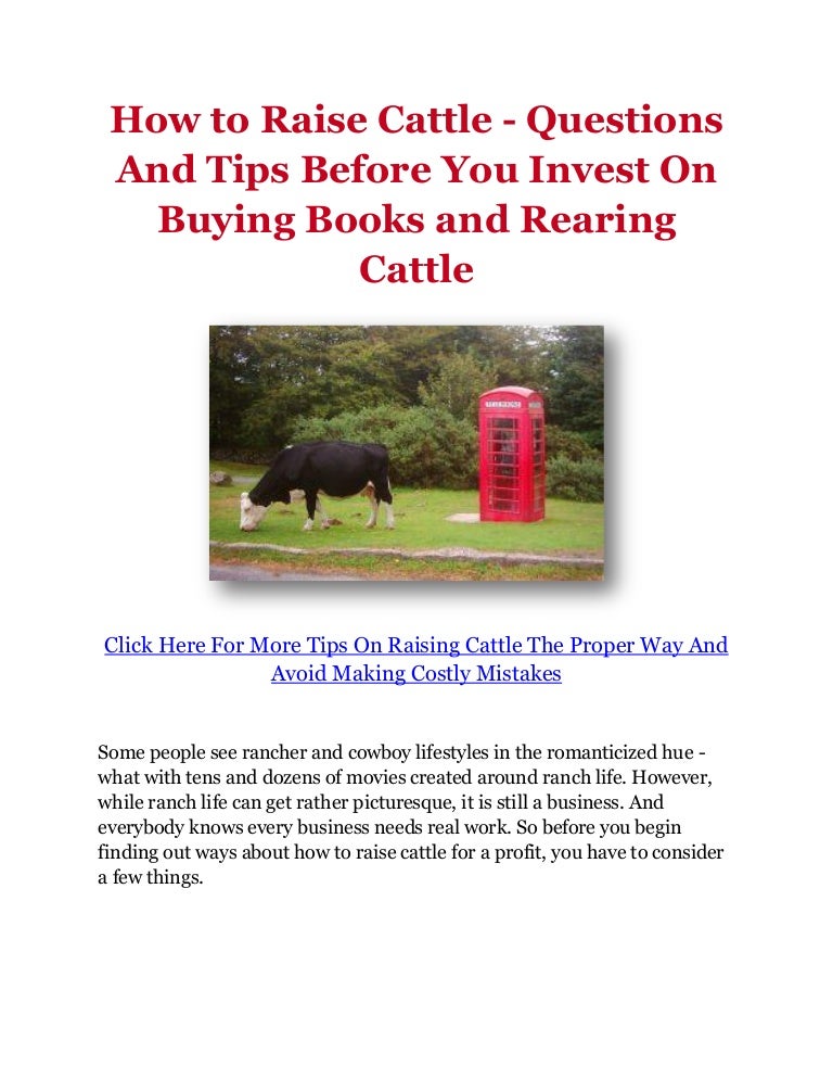 How to Raise Cattle Questions And Tips Before You Invest On Buying