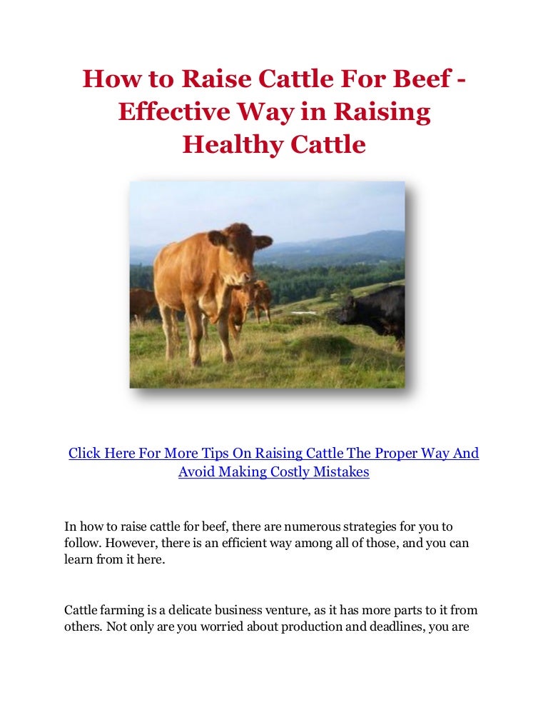 How to Raise Cattle For Beef Effective Way in Raising Healthy Cattle