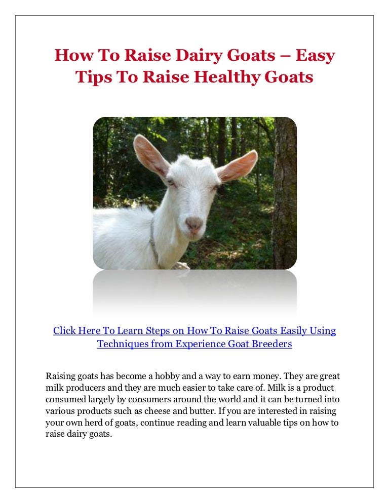 How To Raise Dairy Goats Easy Tips To Raise Healthy Goats