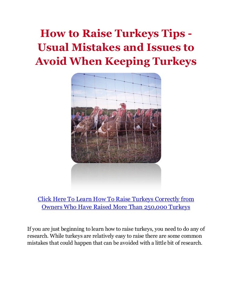 How to Raise Turkeys Tips Usual Mistakes and Issues to Avoid When K…