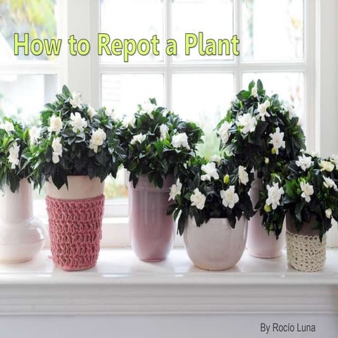 How to repot a plant