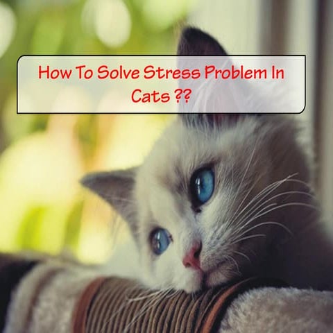 How To Solve Stress Problem In Cat