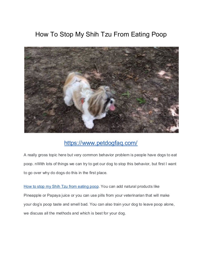 when do puppies stop eating their poop