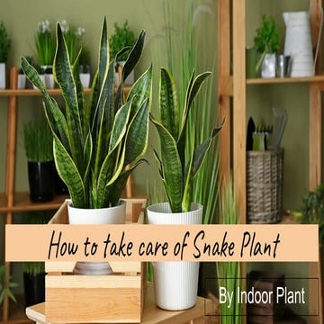 How to take care of indoor Snake Plant (1).pdf