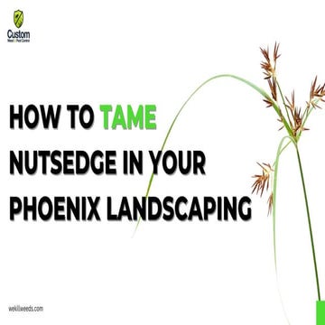 How to Tame Nutsedge in Your Phoenix Landscaping