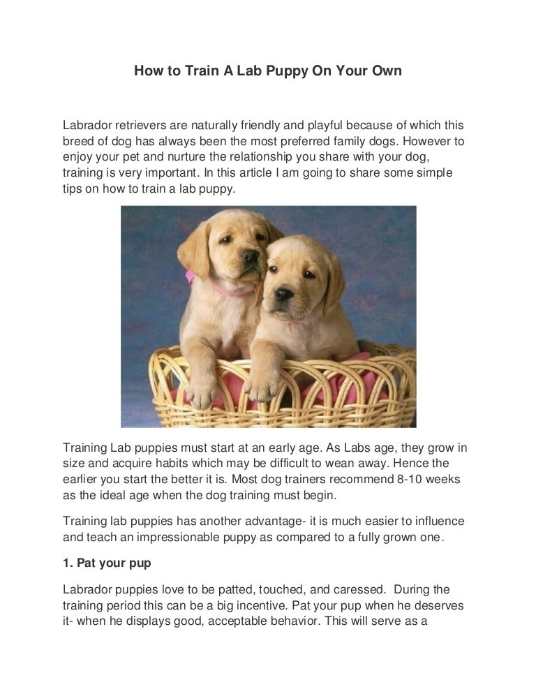 pat labrador puppies