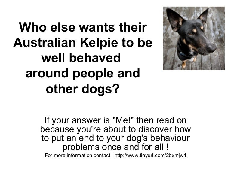 How To Train Your Kelpie!