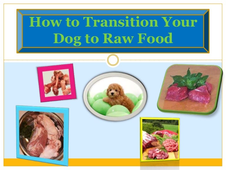 How to Transition Your Dog to Raw Food