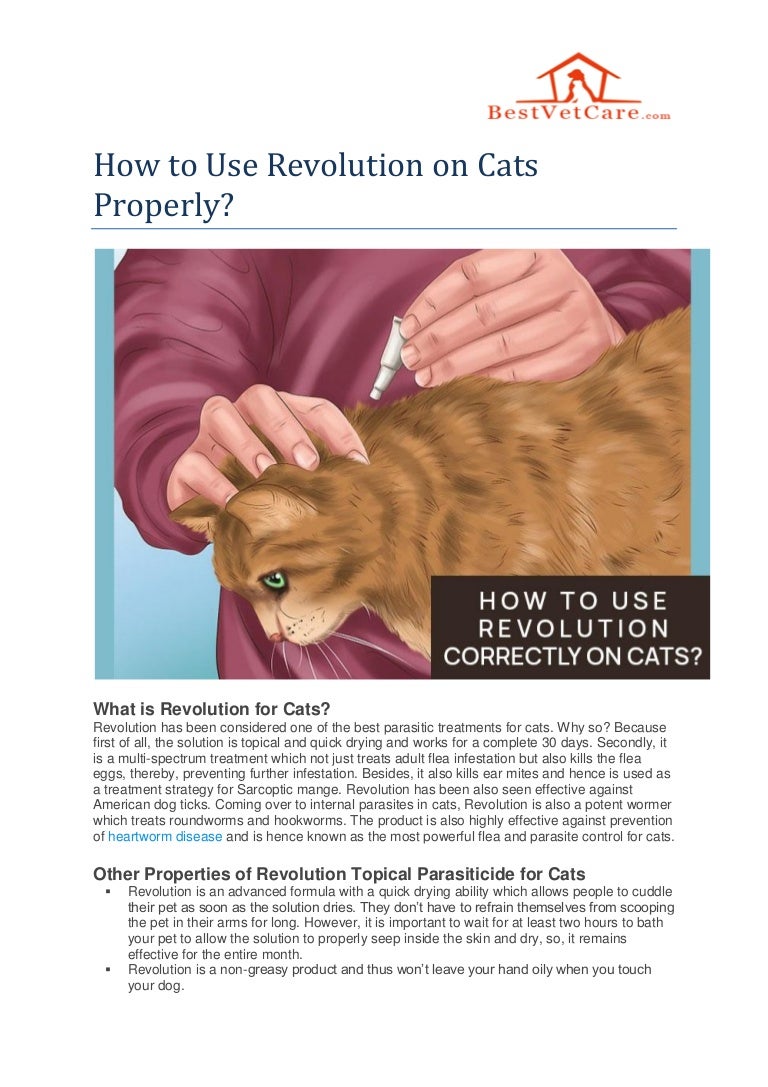 How to Use Revolution on Cats Properly?