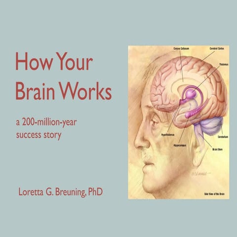 How your brain works: A 200-million-year-old success story