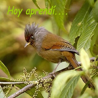 Hoy Aprendi