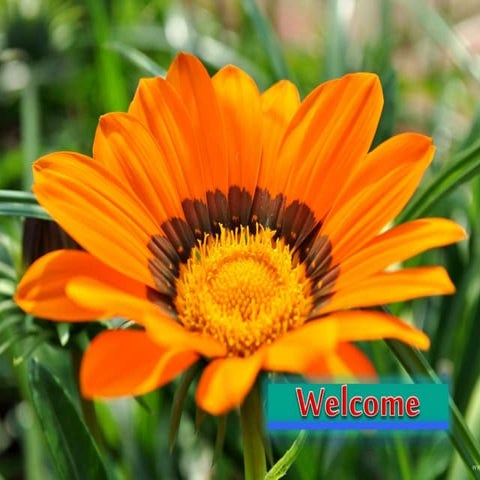 Hypersensitive Reaction in plant and their mechanism 