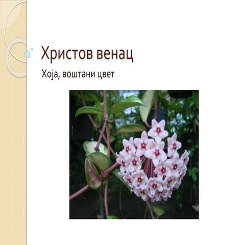 Христов венац | PPT
