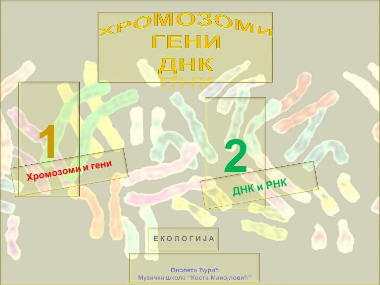 Хромозоми гени ДНК РНК