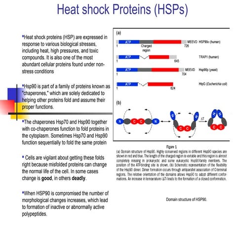 HEAT SHOCK PROTEINS | PPTX
