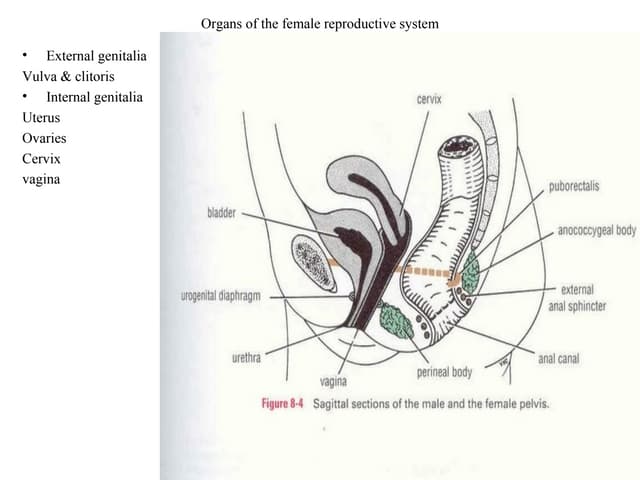 Female Reproductive System