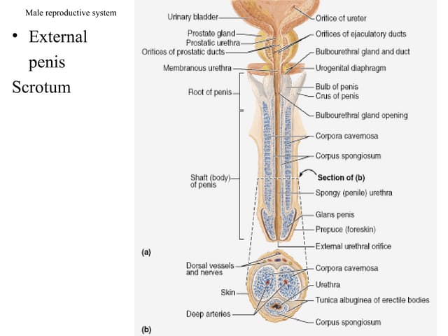 Male Reproductive System