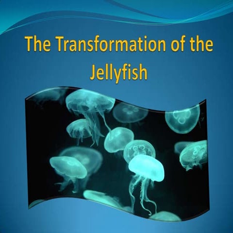 Htm491.jellyfish