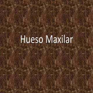 Hueso maxilar