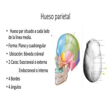 Hueso Parietal | PPTX
