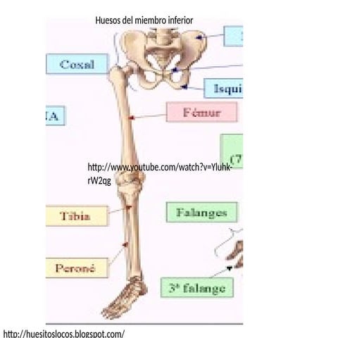 huesos CARPO Y TARSO anatomía imagenes .pptx