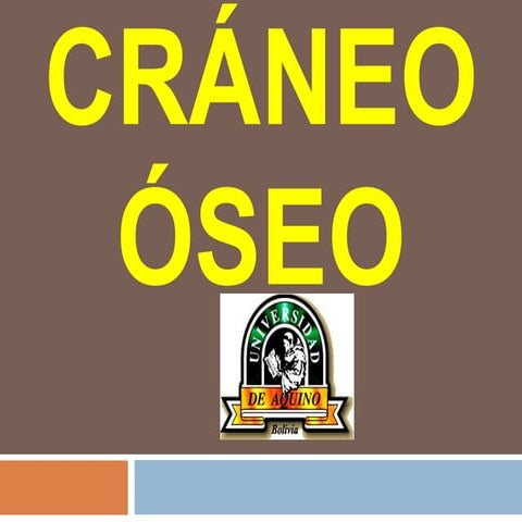 Huesos del cráneo