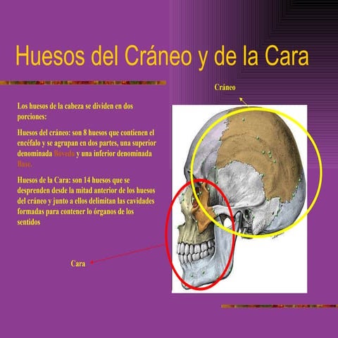 Huesos Del CráNeo Y De La Cara