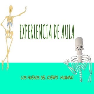 Huesos del cuerpo humano
