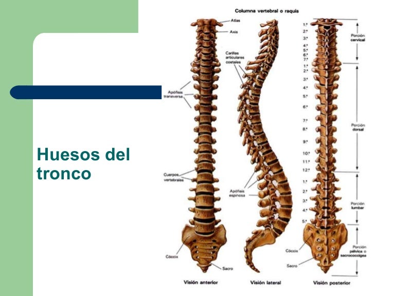 Huesos del tronco Huesos del tronco