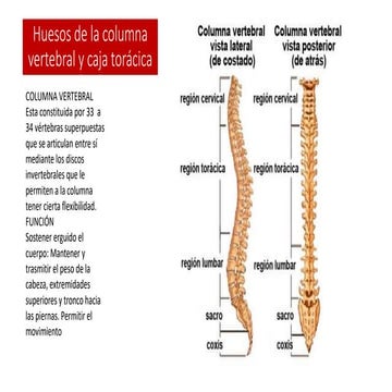 huesos tronco y miembros superiores e inferiores.pdf