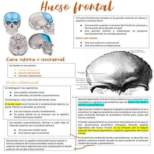 Arquitectura y anatomia del frontal | PPTX