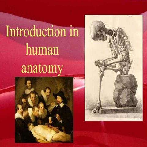 Human anatomy 101