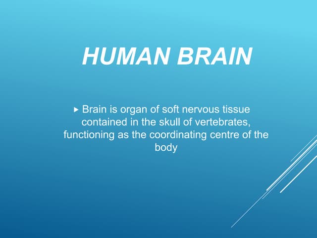 The Human Brain, Its Parts and Functions 