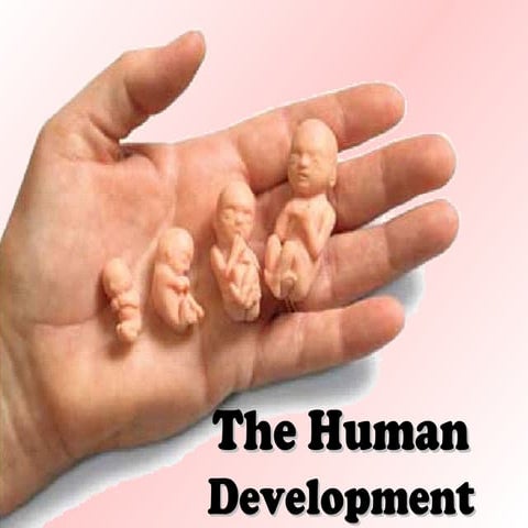 Human development