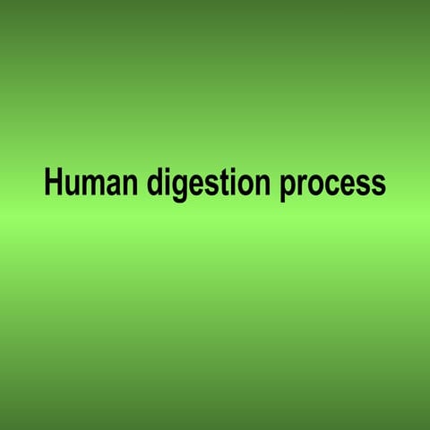 Human Digestion Process C.Alcaide