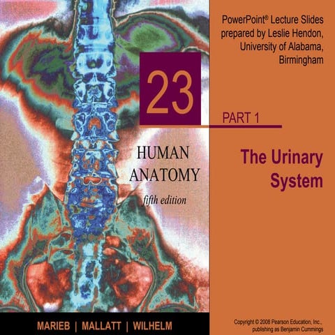 Human Human Anatomy Urinary System