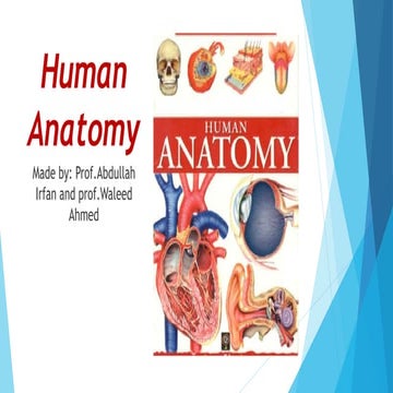 Human anatomy