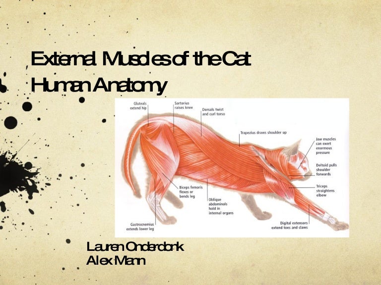 Human anatomy cat project alex and lauren