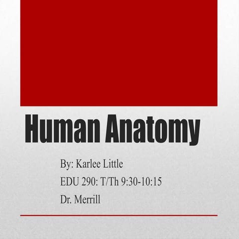 Human anatomy power point