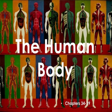 Human body