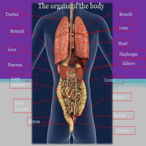 Body labelling | PDF
