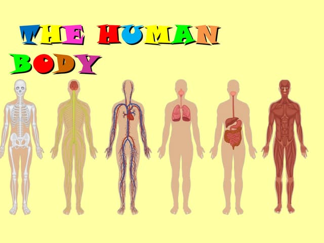 Human body: body systems