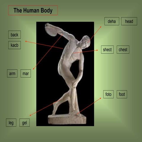 Human body
