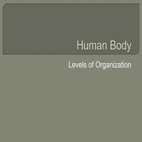 Human body organization