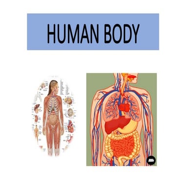 WE WILL STUDY ABOUT HUMAN BODY PART .pptx