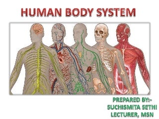 'human body system' on SlideShare