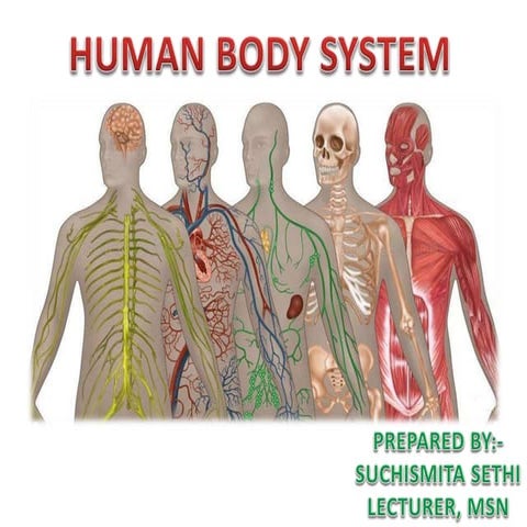 Human body system
