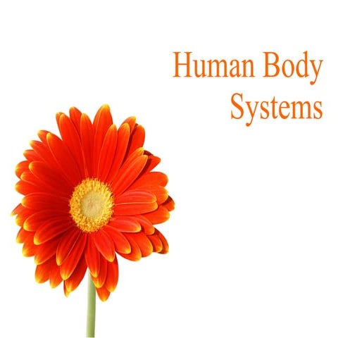 Human body systems